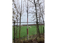 Zoete kers - sierboom - afbeelding 2 van  2