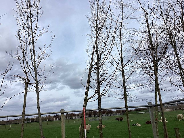 Zoete kers - sierboom - afbeelding 1 van  2