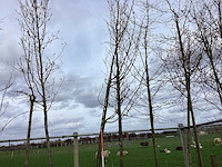 Zoete kers - sierboom - afbeelding 1 van  2