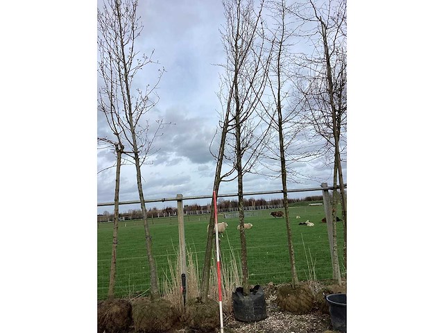 Zoete kers - sierboom - afbeelding 2 van  2