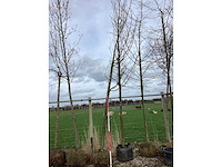 Zoete kers - sierboom - afbeelding 2 van  2