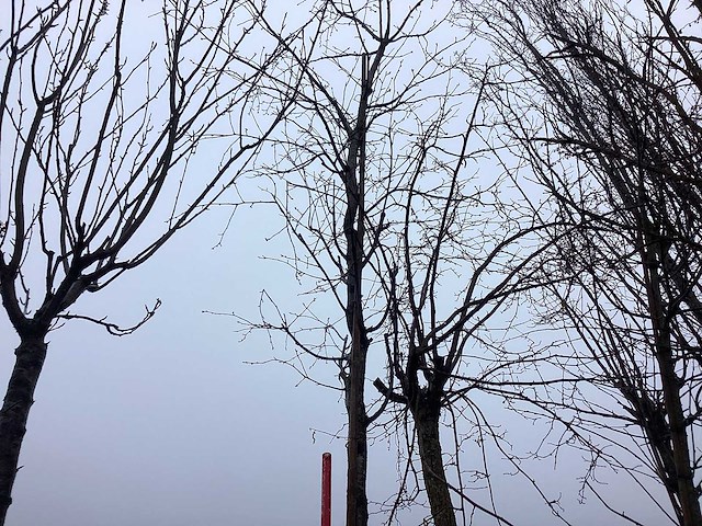 Zoete kers - vormboom - afbeelding 1 van  3