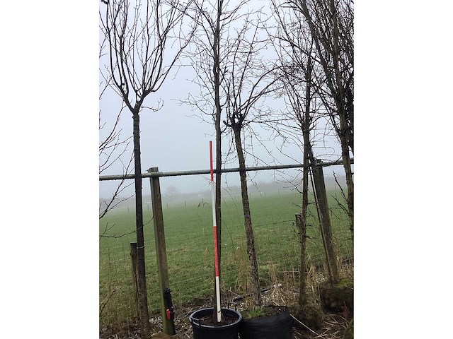 Zoete kers - vormboom - afbeelding 2 van  3