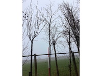 Zoete kers - vormboom - afbeelding 3 van  3