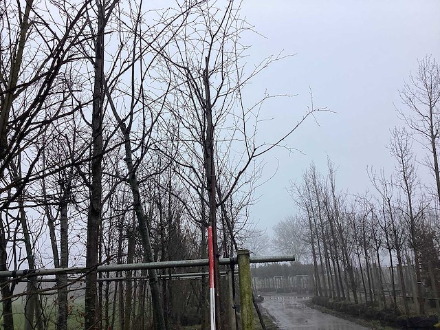 Zoete kers - vormboom - afbeelding 1 van  3