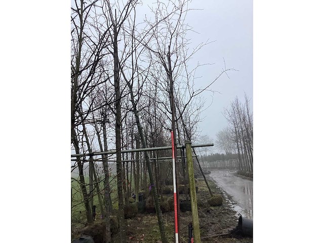 Zoete kers - vormboom - afbeelding 2 van  3