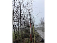 Zoete kers - vormboom - afbeelding 2 van  3