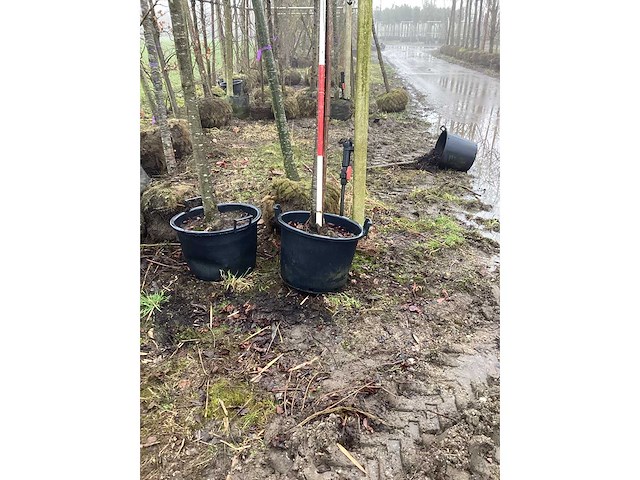 Zoete kers - vormboom - afbeelding 3 van  3