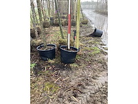 Zoete kers - vormboom - afbeelding 3 van  3