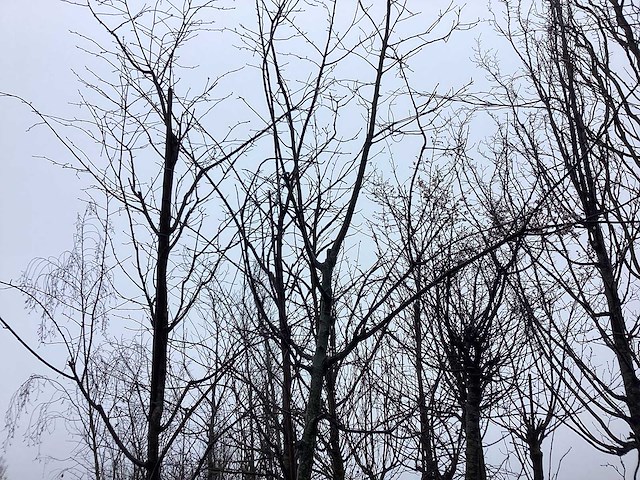 Zoete kers - vormboom - afbeelding 1 van  3