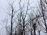 Zoete kers - vormboom - afbeelding 1 van  3