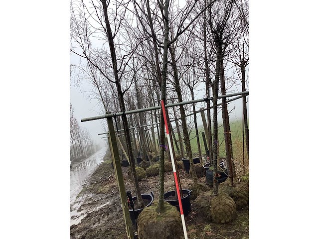 Zoete kers - vormboom - afbeelding 2 van  3