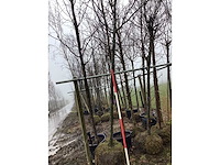 Zoete kers - vormboom - afbeelding 2 van  3