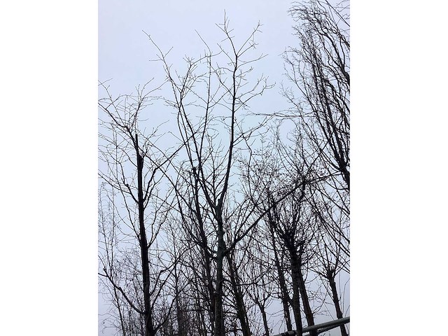 Zoete kers - vormboom - afbeelding 3 van  3