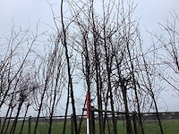 Zoete kers - vormboom - afbeelding 1 van  3