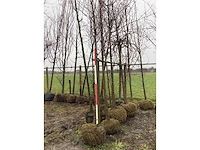 Zoete kers - vormboom - afbeelding 2 van  3