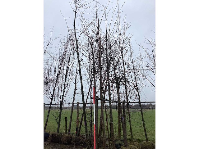 Zoete kers - vormboom - afbeelding 3 van  3