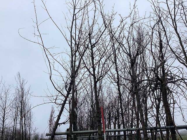 Zoete kers - vormboom - afbeelding 1 van  3