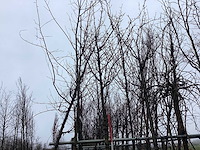 Zoete kers - vormboom - afbeelding 1 van  3