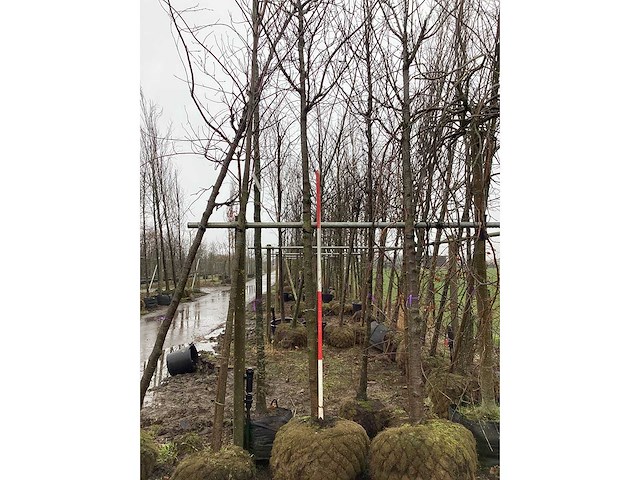 Zoete kers - vormboom - afbeelding 2 van  3