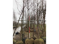 Zoete kers - vormboom - afbeelding 2 van  3