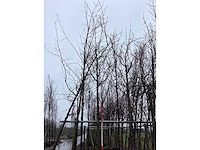 Zoete kers - vormboom - afbeelding 3 van  3