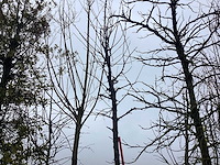 Zoete kers - vormboom - afbeelding 1 van  2