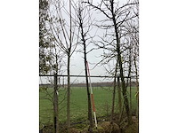 Zoete kers - vormboom - afbeelding 2 van  2