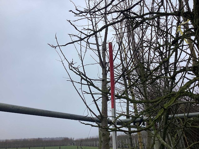 Zoete kers - vormboom - afbeelding 1 van  4