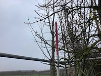 Zoete kers - vormboom - afbeelding 1 van  4