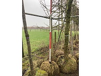 Zoete kers - vormboom - afbeelding 2 van  4