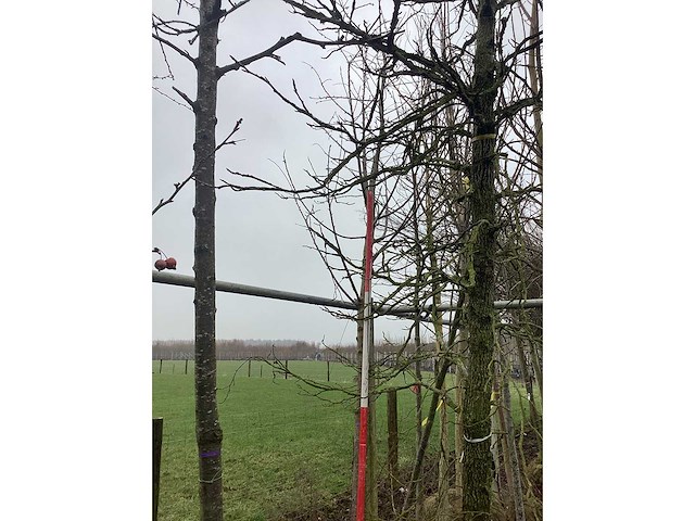 Zoete kers - vormboom - afbeelding 3 van  4