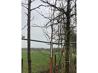 Zoete kers - vormboom - afbeelding 3 van  4