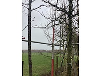 Zoete kers - vormboom - afbeelding 4 van  4