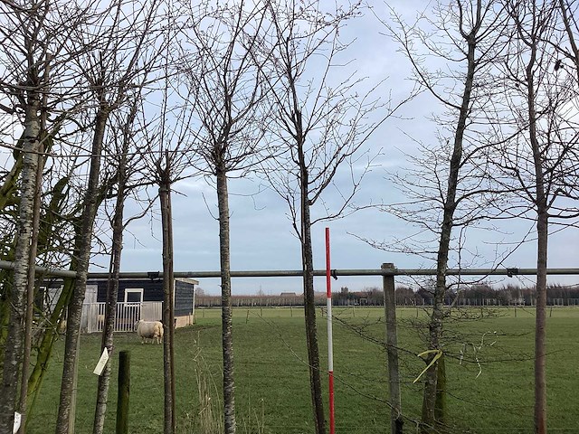 Zoete kers - vormboom - afbeelding 1 van  2