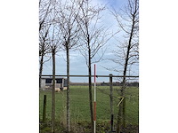 Zoete kers - vormboom - afbeelding 2 van  2