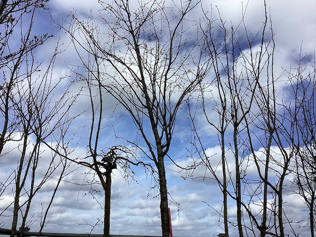 Zoete kers - vormboom - afbeelding 1 van  2