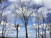 Zoete kers - vormboom - afbeelding 1 van  2