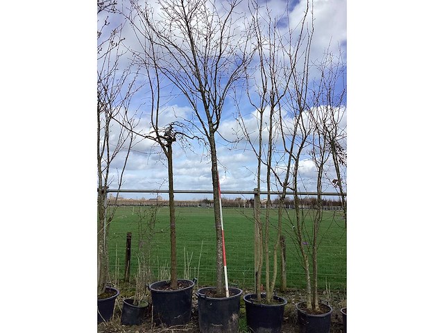 Zoete kers - vormboom - afbeelding 2 van  2