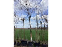 Zoete kers - vormboom - afbeelding 2 van  2