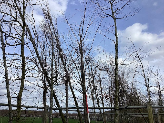 Zoete kers - vormboom - afbeelding 1 van  2