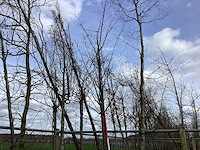 Zoete kers - vormboom - afbeelding 1 van  2