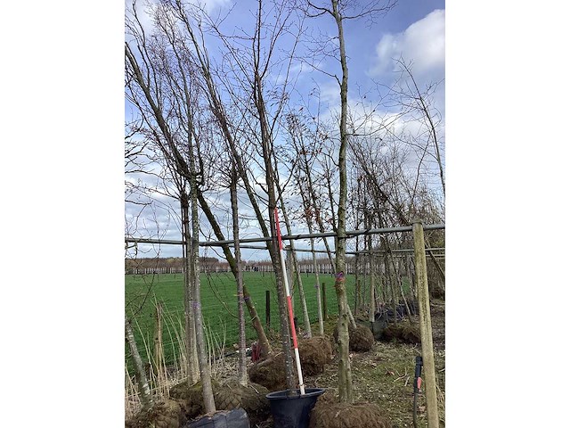 Zoete kers - vormboom - afbeelding 2 van  2