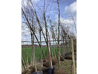 Zoete kers - vormboom - afbeelding 2 van  2