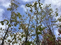 Zoete kers - vrucht- / fruitboom