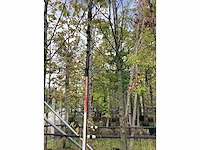 Zoete kers - vrucht- / fruitboom - afbeelding 2 van  3