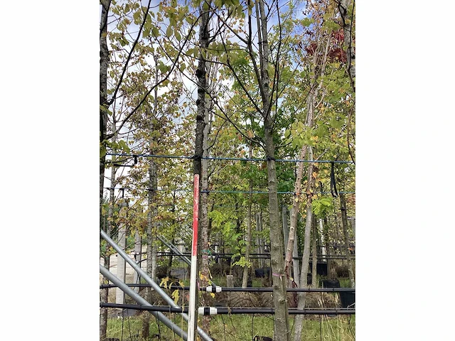 Zoete kers - vrucht- / fruitboom - afbeelding 2 van  3