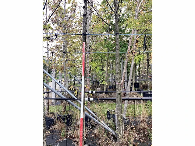 Zoete kers - vrucht- / fruitboom - afbeelding 3 van  3