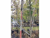Zoete kers - vrucht- / fruitboom - afbeelding 3 van  3