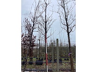 Zoete kers - vruchten/fruitbomen - afbeelding 1 van  2